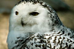 Snowy Owl 